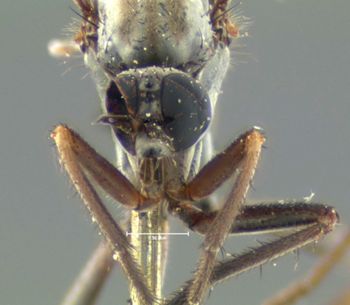 Media type: image;   Entomology 1149 Aspect: head frontal view